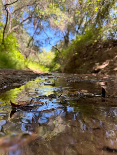 An eye-level, close-up shot captures a shallow stream with fallen leaves floating on its surface. The water reflects the surrounding environment, creating abstract patterns. The stream bed appears to be composed of earth and pebbles. In the background, lush green foliage and trees are visible, with glimpses of the blue sky peeking through the canopy. The scene is located in Aliso Viejo, United States.