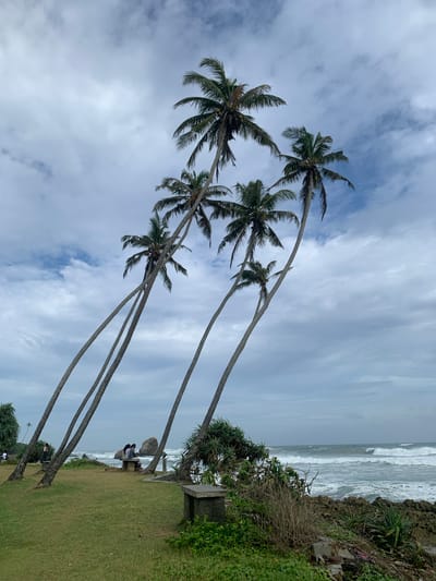 The image depicts a coastal scene in Koggala, Sri Lanka, characterized by a dramatic display of leaning palm trees against a cloudy sky. Several tall palm trees, their trunks angled sharply towards the sea, dominate the foreground and midground, their fronds reaching towards the overcast sky.
On the grassy embankment in the midground, two individuals are seated on a stone bench, facing the ocean. Their backs are to the camera, and they appear to be engaged in conversation or simply observing the view.
The ocean in the background is moderately rough, with white-capped waves rolling towards the shore. Large rock formations are visible just offshore, adding to the rugged coastal landscape. Lush green vegetation, including smaller trees and bushes, thrives on the land, contrasting with the sand and rocks. The overall atmosphere is somewhat subdued due to the cloudy weather, but the natural beauty of the location is evident.