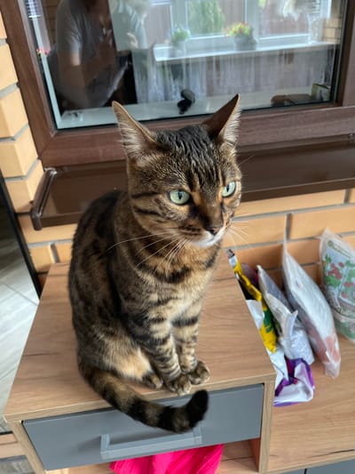A brown tabby cat with green eyes is lying on a light brown wooden surface, likely a shelf or countertop. The cat's body is mostly in focus, with its paws curled up and its tail wrapped around its body. To the left of the cat is a window with a brown frame, showing a partial reflection of someone indoors. Behind the cat, there are several bags or packages, possibly containing gardening or household supplies. The location is likely a house in Лесной Пейзаж Кп (шарапово, Russia, near a window.
