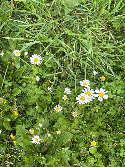 The image shows a close-up, overhead view of a patch of green grass and small white and yellow wildflowers. The vegetation is dense and appears to be in a natural setting. There are no people, animals, or man-made structures visible in the image. The scene is characteristic of a meadow or roadside verge, typical of the Finnish countryside, potentially near Vammala.