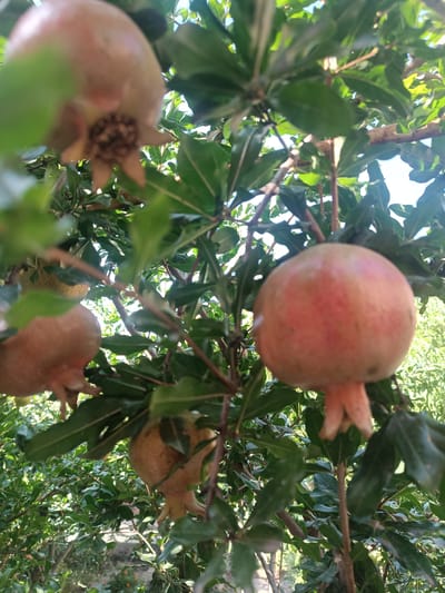A close-up, vertical shot shows several pomegranates hanging from a tree branch, partially obscured by green leaves. The pomegranates are in various stages of ripeness, with some appearing a light reddish-pink and others a pale tan color. The fruit at the forefront is a vibrant pink, with a defined crown of calyx lobes at its base. The background is a blur of green foliage and bright sky, suggesting an outdoor environment. This image was taken in Uchqo'rg'on, Uzbekistan.