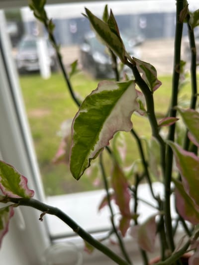 The media file is a close-up, eye-level shot of a variegated plant with green leaves edged in pink, positioned near a window. The plant's thin, dark green stems are visible, with leaves branching off at intervals. The leaves display a striking pattern of green in the center, transitioning to white and then a delicate pink along the wavy edges. Some leaves are fully green, while others are predominantly white with green veins and pink edges.
The background is blurred, suggesting the photo was taken indoors, looking outwards. Hints of an outdoor scene are visible, with soft green areas that could be grass or trees, and diffused light indicating it is daytime. There are also some blurry, lighter shapes that might be buildings or reflections. The overall impression is one of a serene indoor setting with a plant catching the natural light. There is no visible text in the media file. The location context of Пекалінскі сельскі Савет, Belarus, suggests the outdoor elements seen through the window could be characteristic of that region.