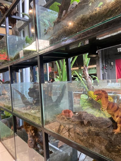 The image displays a multi-tiered display of terrariums, likely within a pet store or a similar establishment. The terrariums are constructed with glass and metal shelving. The contents of the terrariums vary, with some containing soil, moss, plants, and decorative elements like rocks and driftwood. One terrarium features a toy dinosaur, suggesting it might be a display for reptiles or an educational exhibit. In the background, there are glimpses of the surrounding environment, including other displays, structural elements of the building, and some greenery. There is no indication of the specific location within the city of Rengat, Indonesia.