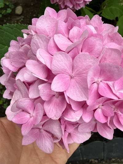 A close-up, eye-level shot showcases a cluster of bright pink hydrangea flowers. The petals are soft and slightly ruffled, with some showing subtle variations in shade from light pink to a deeper magenta. A human hand, with visible skin texture and light brown tones, is gently supporting the flowers from below, with a portion of the hand in the lower left quadrant of the image. The background is softly blurred, with hints of green leaves and dark soil or mulch, suggesting an outdoor garden setting. The lighting appears natural, casting soft shadows and highlighting the delicate textures of the petals. The overall impression is one of natural beauty and gentle care. The exact location within Fairview Township, United States of America, is not discernible from the visual information provided in the image.