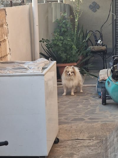 This media file features a fluffy Pomeranian dog standing on a stone-tiled patio. The dog is light brown and white, with dark eyes and a dark nose, and it appears to be looking towards the camera. Behind the dog, there is a large potted plant with lush green leaves, and further in the background, a portion of a teal-colored object, possibly a piece of machinery or equipment, is visible. The patio appears to be outdoors, with a wooden fence or wall visible to the right. To the left, there is a white pipe or conduit running horizontally. The overall scene suggests an outdoor setting, possibly a backyard or patio area. The lighting implies it is daytime. There is no visible text in the image.