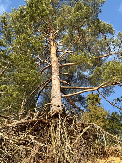 An upward, angled shot of a tree with brown bark and green foliage against a light blue sky. The lower portion of the tree trunk is covered in thin, dry, intertwining branches. The rest of the tree shows green pine needles. The location is likely a wooded area.