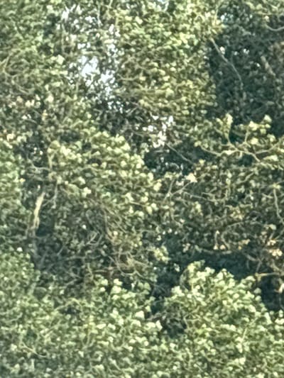 The image depicts a dense canopy of green foliage, likely from a tree or shrub, with sunlight filtering through in patches. The texture is intricate, with many small leaves and interwoven branches. There are no discernible people, animals, or man-made objects. The scene appears to be an outdoor natural environment. Without further information or context, it is impossible to determine a specific location within Mornas, France, or any other city. The image focuses solely on the natural detail of the vegetation.