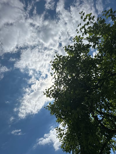 This media file is a low-angle shot looking up at a bright blue sky filled with fluffy white clouds. The top portion of the image is dominated by the dark green canopy of a tree, with sunlight filtering through the leaves. The leaves are small and numerous, casting dappled shadows. The branches are dark and spread out, creating a natural frame for the sky. The clouds are varied in size and density, some appearing wispy and thin, while others are larger and more rounded. The sunlight is bright, suggesting it is midday. The overall mood is peaceful and serene, evoking a sense of being outdoors on a pleasant day. There are no people, objects, or visible text in the image. The location context is Михайловский, Russia.