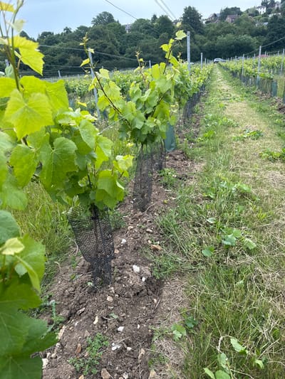 An outdoor, eye-level shot captures a vineyard in Canterbury, United Kingdom. The foreground is dominated by vibrant green grapevines, some with protective mesh netting around their bases, planted in neat rows. The soil is dark brown and appears somewhat rocky, with sparse green weeds growing amongst the vines. A path, partially covered in dry grass, runs alongside the vineyard, leading into the distance where more rows of vines and trees can be seen. In the background, a line of houses and trees adorns a gentle hillside under a cloudy sky. A car is visible in the distance. The image conveys a sense of agricultural activity within a scenic, semi-rural environment.
