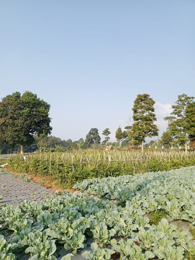 The image depicts a lush agricultural landscape under a clear, pale blue sky. In the foreground, a field of what appears to be cauliflower or a similar brassica crop stretches across the frame, with large, pale green leaves covering the plants, which are growing in neat rows over dark plastic sheeting. Behind this field, a second, higher field is visible, covered in a dense, vibrant green crop, possibly tomatoes or peppers, supported by a network of bamboo stakes and netting. This upper field extends up a gentle slope. In the background, several large trees with full, green canopies are scattered across the landscape, interspersed with smaller trees and foliage. The overall scene suggests a rural or semi-rural setting, characteristic of agricultural areas. This scene does not depict the city of Bellanneoya, Sri Lanka.