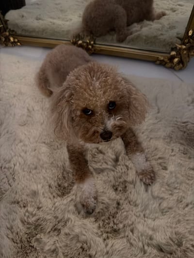 A small, light brown poodle lies on a fluffy, cream-colored rug. The dog is facing the camera, with its head tilted slightly to the left. Its eyes are dark and wide, and its ears are perked up. The dog's paws are extended in front of it, and its fur is curly and fluffy. In the background, a mirror reflects another dog, possibly the same one, lying down. The mirror has an ornate, gold frame. The environment appears to be indoors, likely a home, with the rug covering a floor that looks like it could be tile or hardwood. The lighting is dim, suggesting it may be nighttime or the room is not brightly lit. This scene is not specifically located in Deerfield Beach, United States of America.