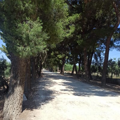 This media file depicts a pathway lined with tall pine trees. The pathway appears to be unpaved, with a sandy or gravelly texture, and is partially shaded by the dense foliage of the trees. The trees themselves are substantial, with rough bark and characteristic pine needles. Sunlight filters through the branches, casting dappled shadows on the ground.
In the distance, the pathway recedes, suggesting a journey or a walk through a wooded area. A metal fence is visible along the right side of the pathway, hinting at a boundary or the edge of a park or property. The sky above is a clear blue, indicating fair weather. The overall impression is one of a peaceful, natural setting, possibly a park or a trail in a wooded landscape. The orientation of the image is portrait.
There is some faint white text visible on the right side of the image, which appears to be a date: "26.06.2020". The time of day can be inferred to be daytime due to the presence of sunlight and shadows. The location context provided is Terlizzi, Italy. No people or specific events are depicted.