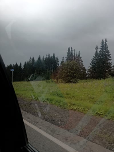 The image depicts a roadside view of a grassy field with scattered wildflowers and a dense forest of evergreen trees in the background. A blue sign with the number "66" is visible on a pole to the left of the frame. The sky is overcast and appears grey. The foreground shows a section of asphalt road with a white line marking its edge, and the dark interior of a vehicle occupies the left side of the image, suggesting the photograph was taken from a car window. The scene is consistent with a rural or suburban area in Kurbatova, Russia, possibly along a highway or main road.