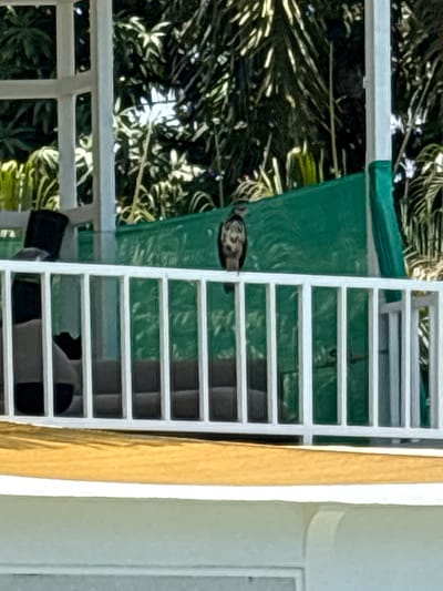 An outdoor scene in Cabo Velas, Costa Rica, depicts a medium-sized bird perched on a white balcony railing. The bird, with dark and mottled plumage, is positioned on the top horizontal rail, facing slightly left of the frame. The railing is composed of white vertical balusters and a lower horizontal rail. Below the railing, a yellow-orange deck surface is visible, followed by a white architectural structure. The background features dense, vibrant green tropical vegetation, including palm fronds, illuminated by bright daylight. A dark green tarp or fabric sheet is draped horizontally in the mid-background, partially obscuring some foliage. To the left, behind the railing, a closed black laptop computer rests on a surface, and further right, dark-colored outdoor furniture is partially visible. No human subjects are present.