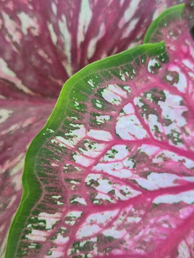 A close-up photograph focuses on a caladium leaf, exhibiting a blend of pink and white hues with distinctive green edges. The intricate pattern of veins is visible, adding texture to the leaf's surface. Another leaf, bearing similar color patterns, is partially visible in the background, slightly out of focus. The overall composition suggests a botanical setting, possibly in a garden or natural environment. There are no people or other objects in the frame. There is no indication of the location in Meunasahkrueng, Indonesia.