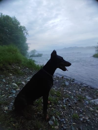 A black Doberman dog sits on a rocky, grassy embankment next to a wide, flowing river. The dog is facing to the right, its tongue hanging out slightly. The river extends into the distance, with hazy mountains visible on the far bank. Trees and vegetation line the left side of the river. The sky is overcast and cloudy, suggesting it may be early morning or late evening. The scene is likely set in Psebai, Russia, known for its proximity to natural landscapes like rivers and mountains.