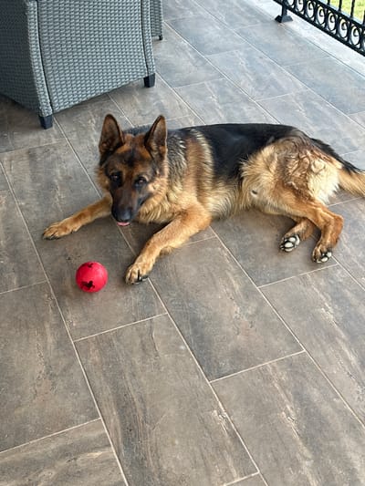 The image shows a German Shepherd dog lying on a tiled patio, with its tongue slightly sticking out. A red ball is near its front paws. A grey wicker chair is partially visible in the lower left corner. A black metal railing is along the left edge of the image. The location is outdoors, possibly a balcony or terrace. No people are visible. No landmarks are visible to verify the location as Pchelin, Bulgaria.