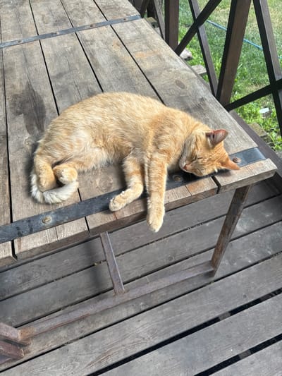 An orange tabby cat is sleeping soundly on a rustic wooden platform. The cat is curled up on its side, with its eyes closed and paws tucked in. The wooden platform appears to be part of an outdoor structure, possibly a porch or a deck, with weathered wooden planks and metal reinforcements. In the background, there's a glimpse of greenery, suggesting an outdoor setting, possibly a garden or yard. The lighting suggests it might be daytime, with the sun casting shadows on the wood. The overall scene evokes a sense of peace and tranquility, with the cat enjoying a nap in a comfortable, rustic environment. The location context provided is Melikhovskaya, Russia. There is no visible text in the image.