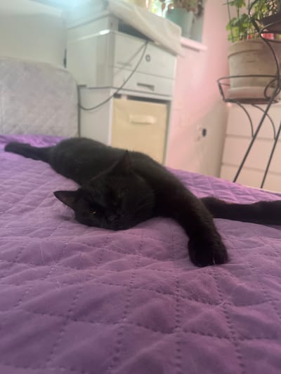 A black cat is lying stretched out on a purple quilted comforter. The cat is facing to the right of the image, with its head resting on the comforter. Its eyes are partially closed, and its paws are extended. The comforter appears to be on a bed, with a portion of a white headboard or wall visible in the background. The scene is indoors and appears to be a bedroom or living area. There is no indication of the location being in Gat', Russia.