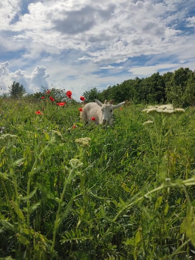 A white goat with horns is lying in a field of tall green grass and red poppies. The goat is facing the camera and appears to be eating. The sky is blue with white clouds. In the background, there are trees. The scene is located in Mar'yanivka, Ukraine.