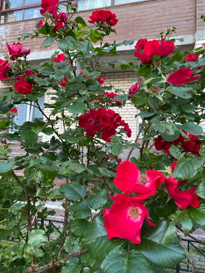 A close-up, eye-level, vertical shot showcases a dense bush of vibrant red roses in full bloom against a brick building. The roses, with their velvety petals and prominent stamens, are the primary focus, clustered together and cascading down the branches. Some flowers appear freshly opened, while others are slightly wilted, revealing spent blooms and dried seed pods. The lush green foliage of the rose bush, dotted with thorns, fills the majority of the frame, its leaves slightly obscured by the flowers and the camera's shallow depth of field. In the background, the building's brickwork, a light tan color with darker horizontal lines, is visible, along with a portion of a window with reflective glass. A concrete balcony or ledge runs horizontally across the middle of the frame, interrupting the brick facade. The scene suggests an urban setting, possibly a residential area in Kanisty, Russia, where a rose bush has been cultivated against the exterior of a building. No people or animals are present in the image.