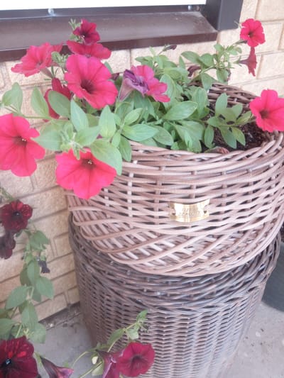 This is a medium shot of a woven basket filled with pink and dark red petunias. The basket is made of wicker and has two distinct sections, the top being a lighter tan color and the bottom a darker brown. A small, gold-colored plaque is attached to the top section of the basket. The petunias are in full bloom with vibrant petals and green foliage. Some of the flowers are cascading down the side of the basket. The basket is placed against a brick wall, and the ground in front of it appears to be concrete or pavement. The lighting suggests it might be daytime, possibly outdoors in soft light. The overall scene is serene and showcases the beauty of the flowers and the craftsmanship of the basket. The visible text on the plaque reads "ПЛЕТУ КРАСОТУ" and "ручная работа", which translates to "I weave beauty" and "handmade" in Russian. This indicates the basket is likely a decorative item from Russia.