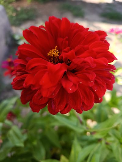 A close-up, eye-level, vertical shot focuses on a vibrant red zinnia flower in full bloom. The flower's petals are layered and form a dense, disc-like shape, with its center displaying a cluster of yellow and brown stamens. The background is softly blurred, featuring green foliage and hints of other colorful flowers, suggesting a garden setting. The image does not depict any specific location in the city of Койлык, Kazakhstan. The scene is entirely natural, with no people or man-made objects prominently featured.