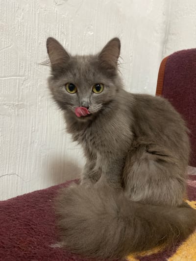 A medium shot captures a fluffy gray cat with yellow eyes sitting on a burgundy fabric surface, likely a chair or sofa, against a textured white wall. The cat is facing the camera, with its tongue extended and licking its nose, giving it a playful or curious expression. The background wall has a rough, plaster-like texture with visible lines and imperfections. The cat's fur appears soft and long, with a particularly bushy tail curled around its body. The lighting is moderate, casting soft shadows and highlighting the cat's features. The scene is indoors, and the specific location within Зыбинское сельское поселение, Ukraine, cannot be determined from the visual information provided.