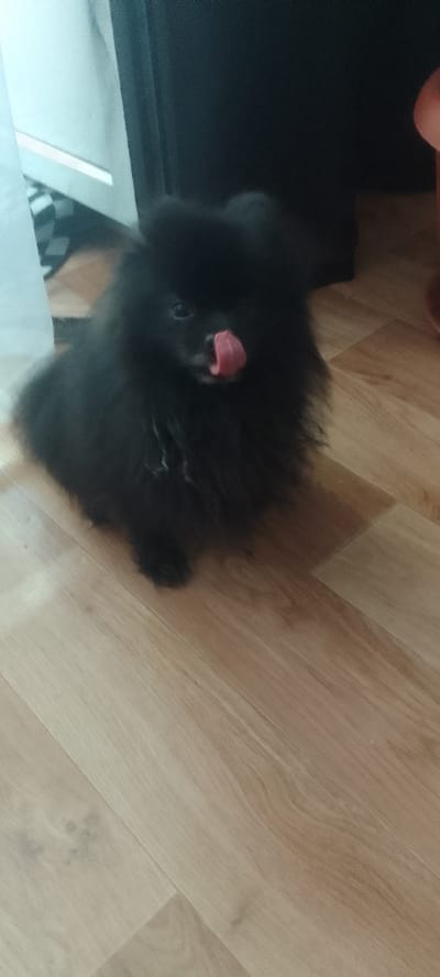 A black Pomeranian dog with its tongue out is in the center of the image. The dog is sitting on a wooden floor. To the left of the dog, a white curtain and a black and white checkered mat are visible. The background is dark, suggesting it is indoors. There is no discernible information about the city of Topar, Kazakhstan within the image.