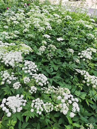 This media file depicts a dense ground-level view of a garden bed overflowing with white flowering plants. The flowers are small and clustered together in umbrella-shaped inflorescences. The foliage is a lush green, with deeply lobed leaves. In the background, some pink and purple peony flowers are visible, suggesting a spring or early summer blooming period. The lighting is bright, indicating it is daytime, and there are no obvious weather cues other than the general appearance of healthy plant life. The scene is set in a garden, likely in Kumertau, Russia, given the provided location context. No people or distinct objects are present, and no text is visible. The overall impression is one of abundant natural growth and floral beauty.