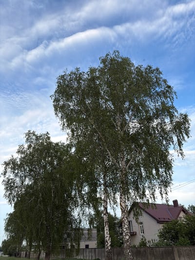The image presents a sky with streaky clouds above a row of birch trees in Козенскі сельскі Савет, Belarus. The trees have distinctive white bark and green leaves. Beyond the trees, sections of buildings and a concrete fence are visible. The angle of the shot is looking upwards.