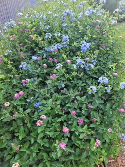 The image shows a dense shrub with an abundance of small pink and blue flowers, along with lush green foliage. A grey metal fence runs along the left side of the frame, indicating an outdoor setting. The lighting suggests it is daytime, possibly late afternoon given the warm tones. The environment appears to be a garden or landscaped area within the city of Trachoni, Cyprus, given the context provided. There are no people or animals visible in the image. The focus is entirely on the vibrant flowering shrub.