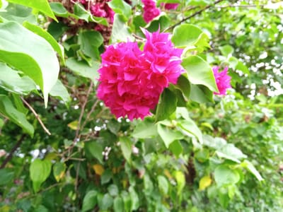 A vibrant cluster of bright pink bougainvillea flowers dominates the center of the frame, their delicate paper-like petals tightly packed together. These flowers are surrounded by lush, green leaves, some of which are large and broad, while others are smaller and more elongated. The foliage creates a dense backdrop, with varying shades of green suggesting depth and texture. In the background, the scene becomes softer and more diffused, with a bokeh effect creating a pleasant blur of light and greenery. Some small, white, circular shapes are scattered throughout the background, possibly representing water droplets or other small natural elements. The overall impression is one of natural beauty and a tropical atmosphere, typical of outdoor environments in places like Geulanggang Baro, Indonesia.