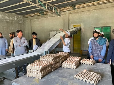 An indoor scene depicts an egg processing facility in Shuyene Vosta, Afghanistan. The walls are unpainted concrete, and the ceiling features exposed metal trusses supporting dark panels. A two-tiered, white conveyor belt system, designed for egg transport, runs diagonally through the center of the frame, inclining towards the upper right background.
In the foreground, a grey industrial table holds numerous stacks of cardboard egg flats, each filled with light brown and white eggs. One partially full flat with a single egg rests separately on the table.
Seven men are present. On the left, a man with a mustache in a light grey shalwar kameez stands with his arms crossed, observing the operation. Behind him are two bearded men in traditional attire. A younger man in a dark suit jacket and yellow shirt stands near the conveyor, holding papers, appearing to conduct an inspection. In the center-right, a male worker in a white t-shirt and white baseball cap with a blue logo is actively handling an egg, extending his left arm over the conveyor. To his right, a man with a dark beard and hair wears a patterned blue tunic over a white shirt, observing, with a blue fabric draped over his left shoulder. Another man is partially visible further in the background right. The scene conveys an active egg sorting and packaging environment.