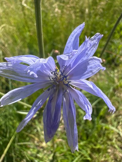 A close-up, eye-level shot captures a light blue, star-shaped flower in focus against a blurred green background of grass and foliage. The flower's petals are delicate and slightly wilted, with a feathery texture and some areas appearing translucent due to the sunlight. The center of the flower reveals darker blue stamens and pistils. The stem of the flower is visible as a thin, light green stalk to the left of the bloom. The overall setting suggests an outdoor, natural environment. This scene was captured in Pakonys, Lithuania.