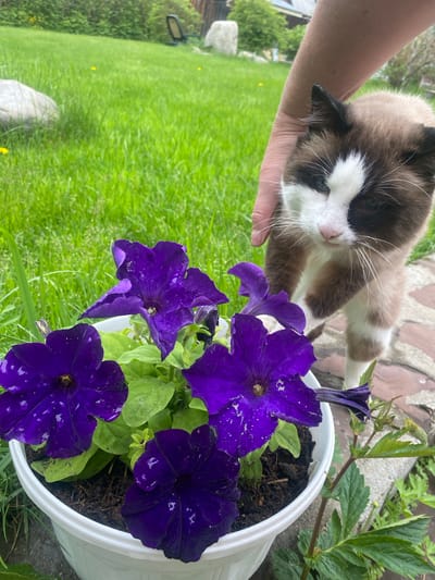 A medium shot captures a Snowshoe Siamese cat being petted by a human hand. The cat, with its distinctive brown and white markings and blue eyes, looks down towards a white planter filled with vibrant purple petunias. The flowers are wet, suggesting recent watering or rain. The scene is set outdoors, likely in a garden or yard, with lush green grass and scattered large stones visible in the background. The ground is partially paved with light-colored stones. The location is identified as the city of Taltsy (Irkutsk), Russia.
