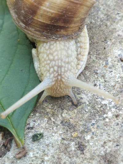 A close-up, overhead view of a snail on a concrete surface next to a green leaf. The snail's shell is visible at the top of the image, showing brown, spiraling patterns. The snail's body is cream-colored and segmented. Two long, translucent tentacles extend forward from the snail's head. The concrete surface is rough and speckled with various colors. The green leaf is smooth and veined. The image does not contain any information indicating its location in the city of Voroshylivka, Ukraine.