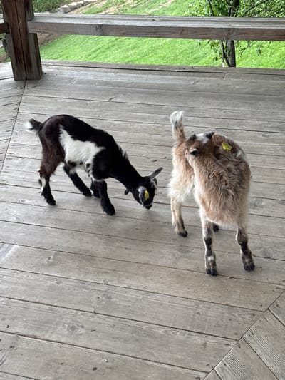 Two goats lie on a wooden floor. One goat is black and white, and the other is tan and white. The scene appears to be outdoors, with glimpses of green vegetation visible in the background. The wooden floor is made of planks and is aged, with visible knots and grain. The exact location in the city of Progress, Russia, is not discernible from the image.