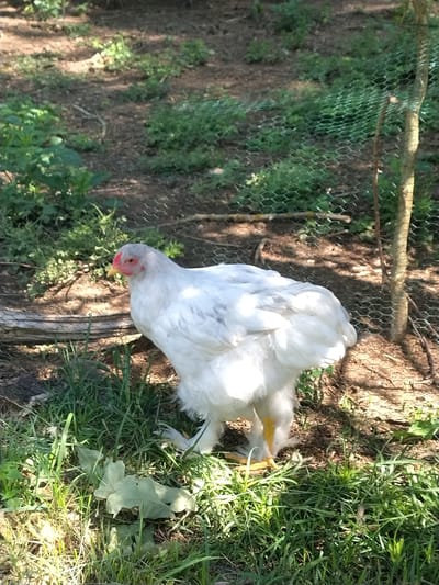A full body shot captures a white chicken with grey markings on its head and a red comb, standing in a grassy area. The chicken is facing right and its yellow legs are visible. The background consists of dirt, green foliage, and a chain-link fence. The scene is outdoors, with sunlight casting shadows on the ground. The image is set in Velké Nepodřice, Czechia.