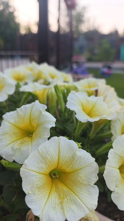 A close-up, eye-level shot showcases a cluster of yellow and white petunias in bloom. The flowers dominate the foreground, with their velvety petals and vibrant yellow centers taking center stage. Their green foliage is visible beneath the blooms, creating a lush backdrop. The background is softly blurred, hinting at an outdoor setting. In the mid-ground, dark vertical elements, possibly fences or posts, are visible, along with faint hints of other foliage and structures. The top of the image reveals a pale, hazy sky, suggesting it is either early morning or late evening. The overall impression is one of natural beauty and tranquility. This scene could be located in the city of Pavino, Russia, where such garden blooms are common.