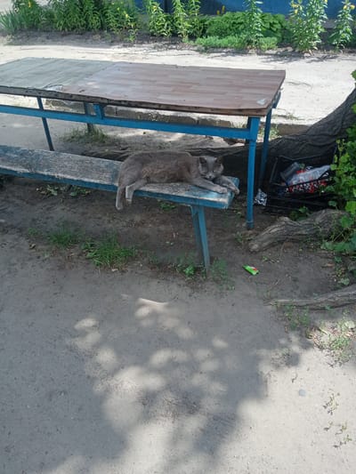 A medium-length grey cat is lying on a weathered blue wooden bench. The cat is positioned on its left side, with its front paws extended and its hindquarters towards the right of the frame. The cat's face is turned towards the viewer, with green eyes and grey fur.

Behind the bench is a large picnic table with a blue metal frame and a wooden top. The tabletop appears to be made of two different types of wood, with one side having a lighter, worn finish and the other side a darker, more uniform color. In the background, lush green vegetation is visible, suggesting an outdoor setting. To the right of the bench, a black plastic crate filled with various plastic bottles and other items is present. The ground in front of the bench is a mixture of dirt and sand, with patches of grass and scattered leaves. The scene is illuminated by sunlight, casting shadows from nearby trees onto the ground.

This scene is located in the city of Vlasivka, Ukraine.