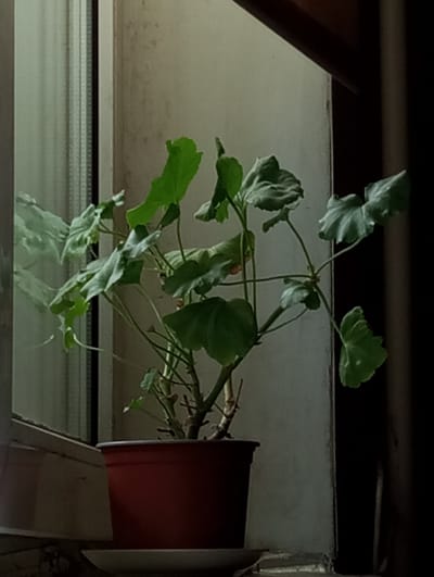 An indoor potted plant with large green leaves sits on a windowsill in what appears to be an apartment. The plant is in a red pot, and is situated next to a window with a reflective surface. The wall behind the plant is light-colored and textured. The image is dimly lit, with shadows cast by an unseen light source. The general impression is one of a simple, domestic scene. The provided context states this is in Dymer, Ukraine.