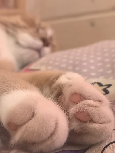 The media file shows a close-up of a cat's paws resting on a patterned surface. The cat's fur is light-colored, with some areas appearing creamy or light orange. The paws are soft and fluffy, with visible pink toe beans. The background is blurred, but it suggests a soft, indoor setting, possibly a bed or sofa. The overall impression is one of comfort and relaxation, with the cat likely sleeping or resting. There are no visible text elements in the image. The location context of Pogorelki, Russia, does not offer specific visual cues within this image.