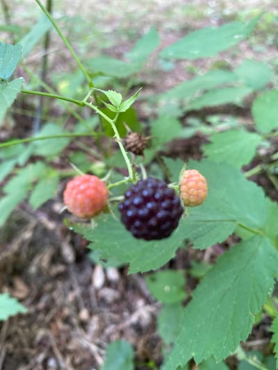 A close-up, eye-level shot shows a small cluster of berries on a thorny plant branch, set against a blurred background of green leaves and forest floor debris. The berries are in various stages of ripeness, with two small, pinkish-orange fruits on the left and right, and a larger, deep purple berry in the center. The plant's stem is visible, showing small thorns. The image appears to be taken outdoors in a natural environment.