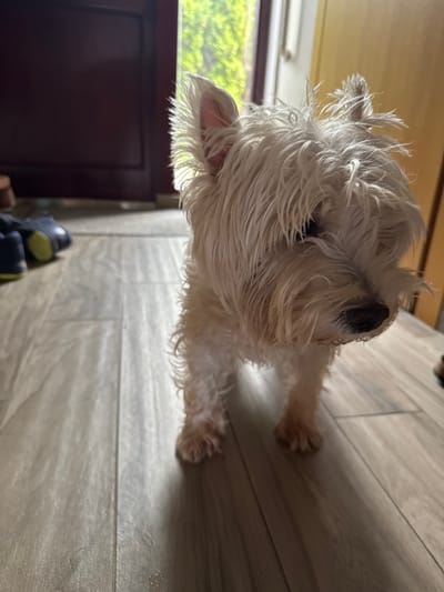 A white West Highland Terrier dog stands on a light-colored wooden floor. The dog is facing right, with its head slightly bowed. Its fur is shaggy and white, with some strands sticking up from its head. The dog's eyes are dark and appear to be looking down. The background is blurry, but a dark red door is visible on the left side of the image, and a bright, out-of-focus green area, possibly foliage, is visible through a doorway or window in the upper center. A light-colored wall or door is on the right side of the image. There are a pair of dark blue shoes with yellow accents on the floor to the left of the dog, closer to the dark red door. The lighting suggests an indoor setting during the daytime, with light coming from the background. The image is taken from a low angle, at the dog's eye level. The location is not specified in the image.