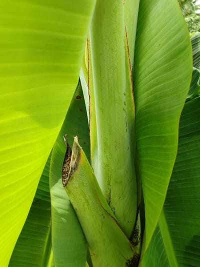 This is a close-up, vertical, eye-level shot of a banana tree trunk and its large, vibrant green leaves. The trunk is thick and cylindrical, with a smooth, slightly glossy texture, and appears to be segmented by layers of leaf sheaths. Some brown, dried leaf material is visible where a leaf has been removed or has died back. The leaves are broad and elongated, with prominent parallel veins running their length, creating a ribbed texture. They are a bright, almost luminous green, and some are curved, creating a sense of depth and overlapping layers. The lighting suggests it is daytime, with soft shadows indicating diffused light, possibly overcast or filtered through other foliage. The image is tightly cropped, focusing entirely on the textures and colors of the banana plant. There is no visible text in the image. The setting appears to be outdoors, likely in a tropical or subtropical environment, given the presence of the banana tree, and the location context of Lancokpanteara, Indonesia, reinforces this assumption. The overall impression is one of natural growth and lush vegetation.