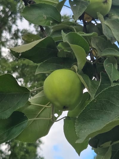 This is a close-up, vertical shot of an apple tree branch with a green apple hanging among its leaves. The apple is slightly off-center to the left, taking up a significant portion of the frame. The leaves are a vibrant green, with some showing slight imperfections and serrated edges. The background is softly blurred, showing glimpses of sky and foliage, suggesting an outdoor setting. The image appears to be taken in Деулино-3, Russia, during daylight hours.
