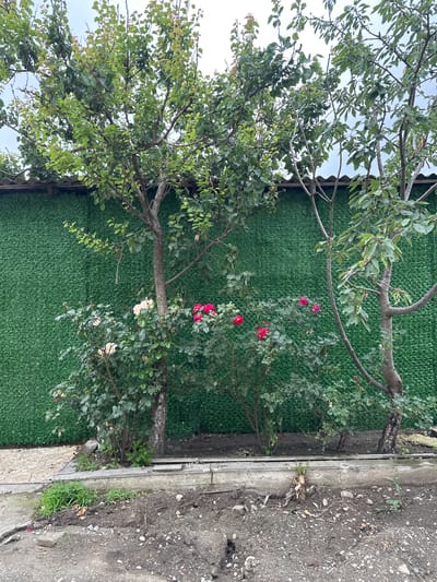The image shows a close-up of a garden with a tree and rose bushes in front of a green artificial turf fence. The tree's branches and leaves fill the top left of the frame, with a clear sky visible through the foliage. Several red and white roses are blooming on the bushes, which are positioned behind the tree. The fence, made of green artificial turf, runs horizontally across the mid-section of the image. To the right of the fence, a concrete border separates the garden from a patch of rough, grey ground covered in small stones and dirt. A few small green plants are growing along the edge of the concrete. The overall scene suggests an outdoor setting, possibly a backyard or a small garden area, in what appears to be a temperate climate. The lighting suggests it is daytime, and the sky appears overcast, implying perhaps cloudy weather. There is no visible text in the image. The location context provided is Kizilyurt, Russia.