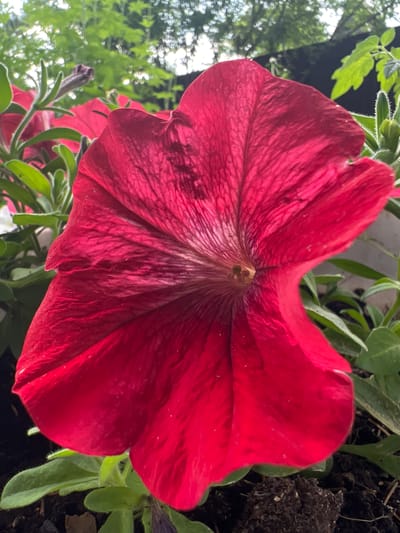 The image displays a close-up, upward-angled view of a vibrant red petunia flower in full bloom. The flower's petals are deeply textured with visible veins radiating from the center. The focal point is the opened trumpet-shaped bloom, with its interior showcasing a lighter, almost white throat where the stamens are visible. Surrounding the prominent red flower are green leaves and other unfurled petunia buds, some appearing darker purple. The background consists of blurred greenery, suggesting an outdoor setting with foliage and possibly trees, under a bright sky. There is no indication of the city of Angarskie Khutora, Russia, in the image. The scene is entirely natural and focuses on the botanical subject.