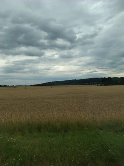 This media file displays a landscape scene from Záhoří, Czechia. The image is oriented vertically, with the sky occupying the left half and a field of crops and grass on the right. The sky is filled with dramatic, grey clouds, suggesting overcast or potentially stormy weather. A dark line of trees forms a distinct horizon across the middle of the frame, separating the sky from the land.
To the right of the trees, a vast field of light brown, mature crops, likely wheat or barley, stretches into the distance. This field occupies the majority of the right side of the image. Bordering the crop field on the far right is a strip of vibrant green grass, interspersed with small white wildflowers. In the distance, within the crop field, a solitary tree and a utility pole are visible. The lighting suggests it is daytime, possibly late afternoon, given the diffused light and cloud cover. The overall mood is one of natural beauty and perhaps a hint of atmospheric drama due to the sky. There is no visible text in the image.
